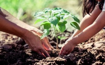 Tiaxa offsets its 2015 Carbon Footprint