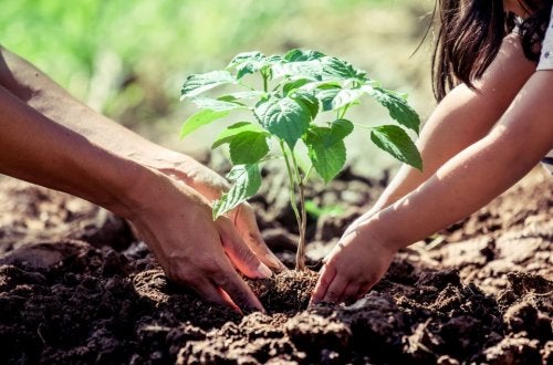 Tiaxa compensa su Huella de Carbono 2015